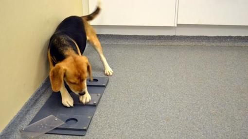 Un perro intenta conseguir un premio durante un experimento