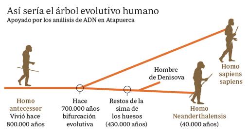 El ADN apoya el «árbol genealógico» en el que el Homo antecessor sería el ancestro común de neandertales y humanos