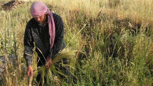 Un hombre cosecha un cultivo moderno al sur de Siria