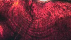 Líneas de crecimiento diario en la dentina del diente de un embrión de Hypacrosaurus