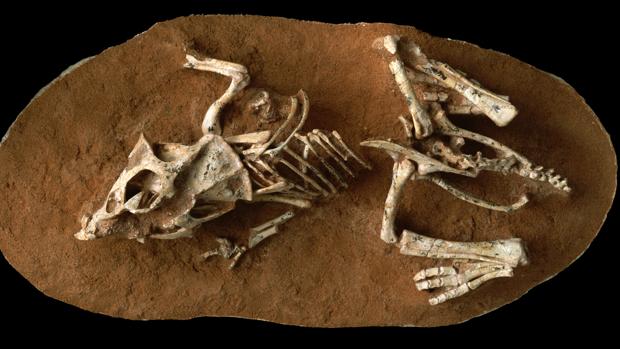 Una cría de Protoceratops andrewsi del desierto de Gobi, en Mongolia