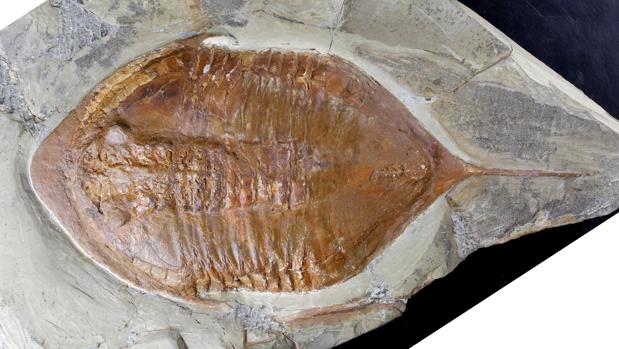 Fósil de un trilobites hallado en Marruecos
