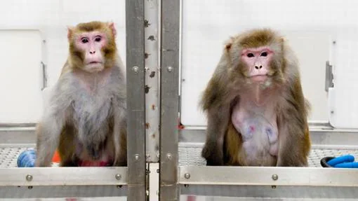 A la izquierda, un mono rhesus de 27 años, con aspecto más joven y saludable, recibió una dieta con menos calorías, mientras que al de la derecha, de 29, se le permitió comer tanto como quisiera. Ambos participaron en el ensayo de la Universidad de Wisconsin
