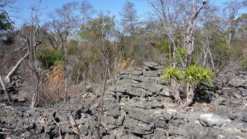 Hábitat natural de Geckolepis megalepis, en Madagascar