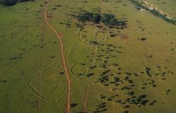 La deforestación los ha dejado al descubierto