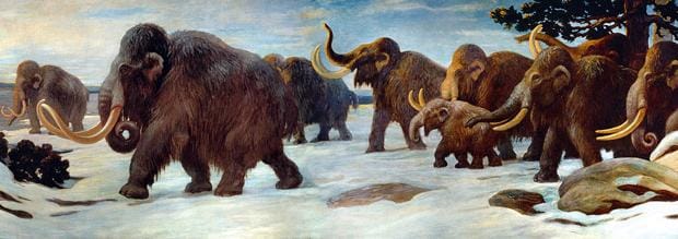 Los mamuts desaparecieron del continente hace unos 10.000 años