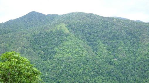 Plantas y sobre todo bacterias producen el oxígeno de la atmósfera de la Tierra