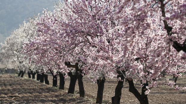 Almendros en flor en la región de Murcia