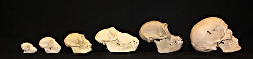 De izquierda a derecha: cráneos de un lémur, un cercopiteco verde, un gibón, un babuino, un chimpancé y un ser humano