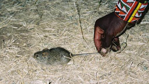 Un ratón en un pueblo masai del sur de Kenia