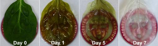Técnica para retirar las células vegetales y dejar el sistema circulatorio intacto