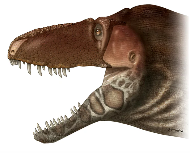Recreación del Daspletosaurus horneri basada en la distribución de la textura de sus huesos faciales