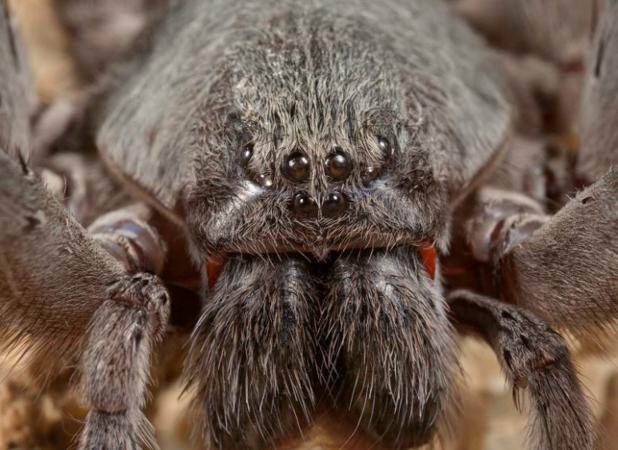 Descubren una nueva araña gigante en Baja California, México