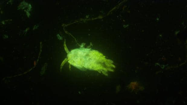 La nueva especie forma filamentos de varios centímetros de largo en los que viven otros organismos, como este crustáceo marcado con técnicas de fluorescencia