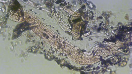 Un filamento de Thiolava veneris visto al microscopio, con pocos aumentos