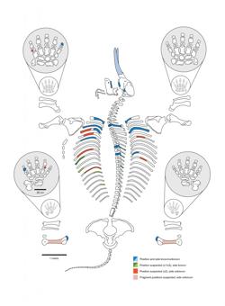El gráfico muestra cómo se encontraron los huesos y los dientes del mastodonte