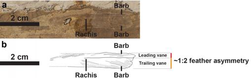 Plumas no simétricas de esta especie