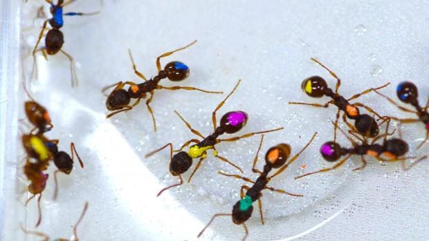 Santuario mirar televisión motivo Las hormigas sí saben qué hacer: toman decisiones racionales