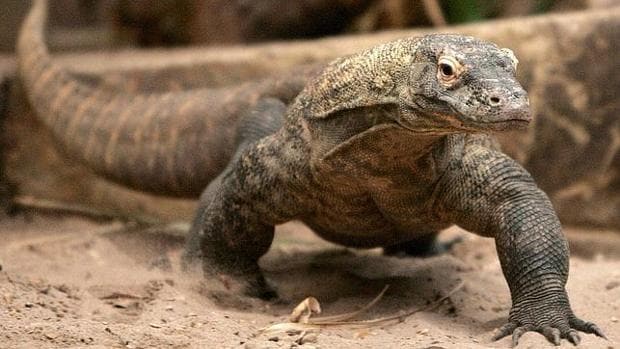 Un dragón de Komodo ataca a un turista en Indonesia