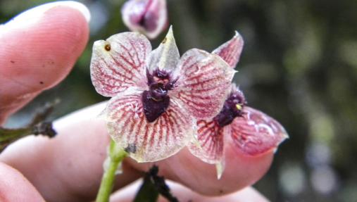 La orquídea diabólica