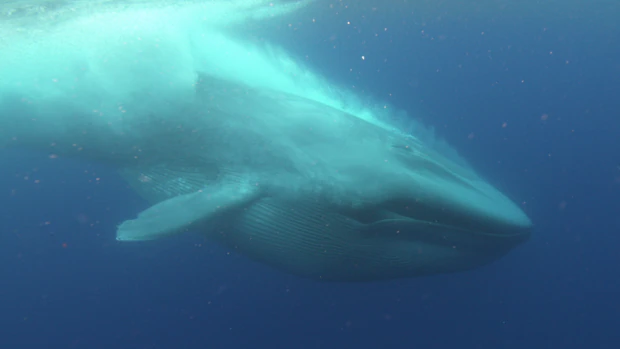 Una gigantesca ballena azul, en la costa de California