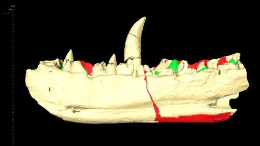 La mandíbula del megalosaurio
