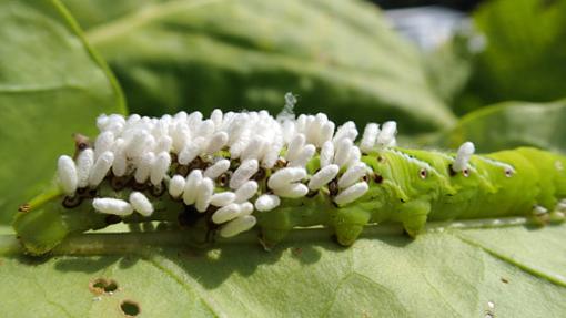 Las larvas de la Cotesia congregata, sobre un gusano del tabaco