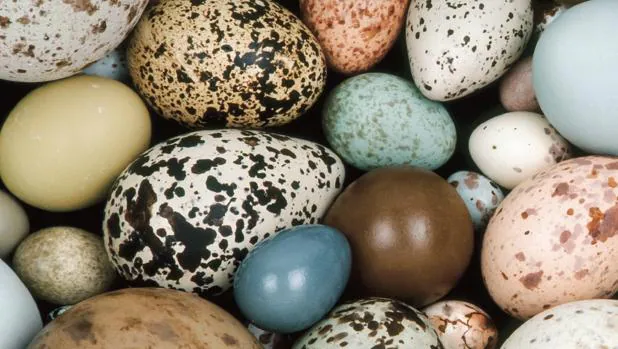 Las aves ponen huevos en una amplia variedad de colores, diseños, tamaños y formas