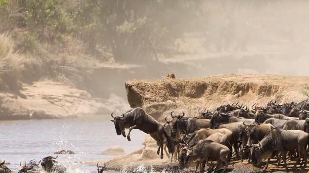Paso de ñúes en el río Mara, en Kenia