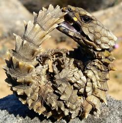 Un lagarto armadillo, de la familia de los Cordylidae