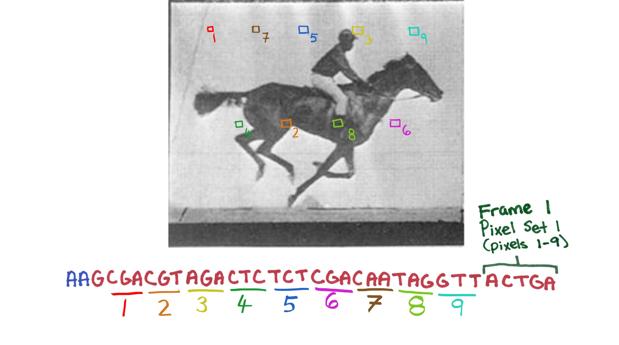 Insertan un GIF en el ADN de una bacteria viva con el «corta-pega» genético