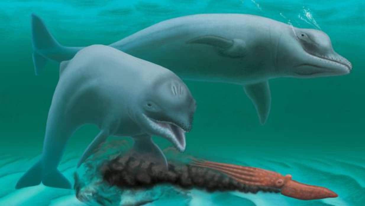 Un submarinista ha encontrado en el río Wando el craneo del delfín extinto