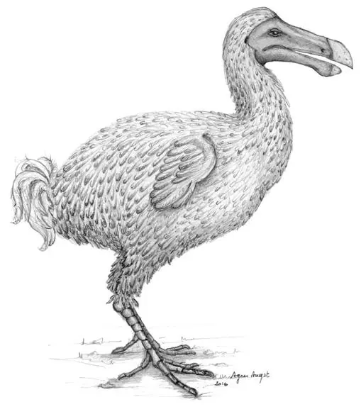 Reconstrucción de un dodo