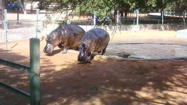 Venezolanos roban varios animales de un zoo para su posterior consumo