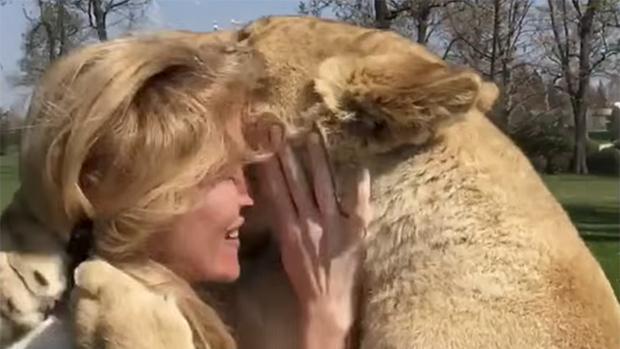 La entrañable reacción de unos leones al reencontrarse con su cuidadora