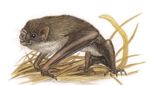 Murciélago de patas peludas