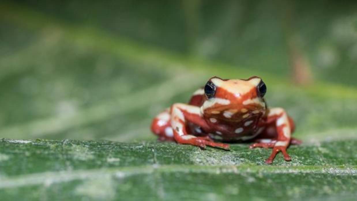 La rana Epipedobates anthonyi. La toxina epibaditina le convierte en un animal muy venenoso