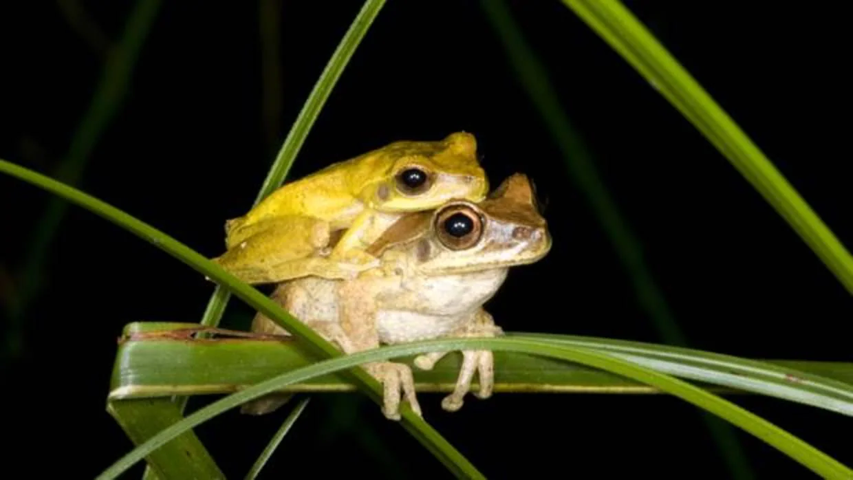 Los machos de la rana Litoria revelata son marrones, pero en la época de cría se vuelven amarillos