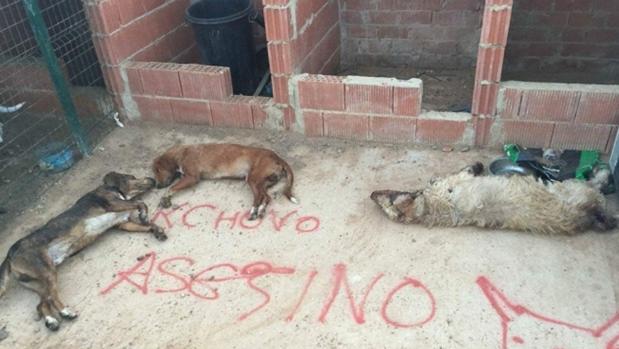 Mueren envenenados los perros del joven que mató al último Toro de la Vega