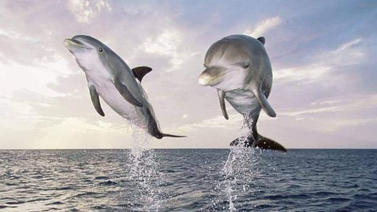Los delfines hablan entre sí e incluso tienen dialectos
