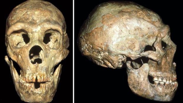 El neandertal cojo, sordo y manco que llegó a viejo por «compasión»