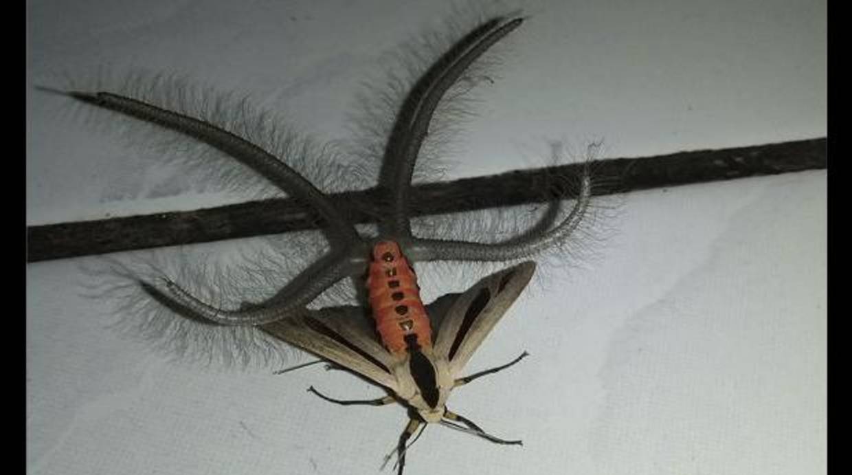 Un ejemplar de Creatonotos gangis, una polilla que exhibe sus repulsivas gónadas para procrear