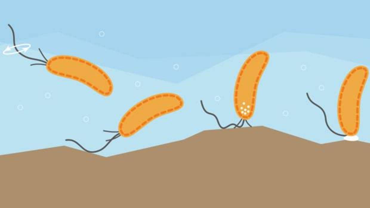 Las bacterias nadan y cuando se encuentran con una superficie la detectan y se acoplan en cuestión de segundos