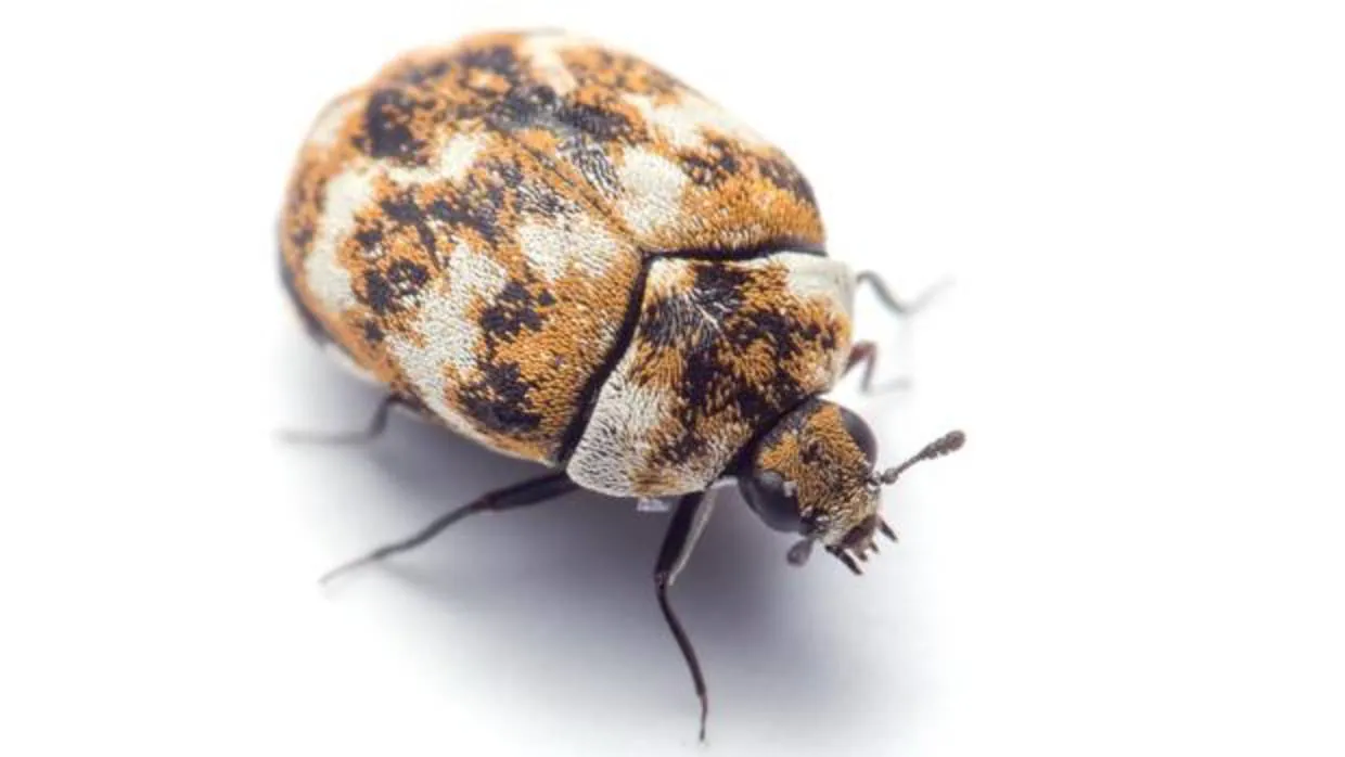 Escarabajo de la alfombra, inofensivo pero aficionado a comer fibras textiles y otros insectos muertos
