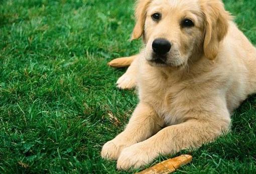 Los perros no influyen mucho en el ecosistema de atrópodos de las casas