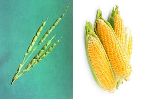 ¿Se comería usted esta fruta «natural»?