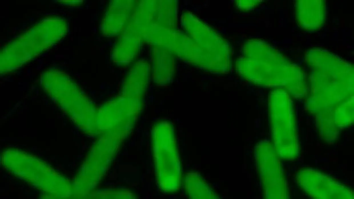 Bacterias modificadas brillando gracias a una señal fluorescente