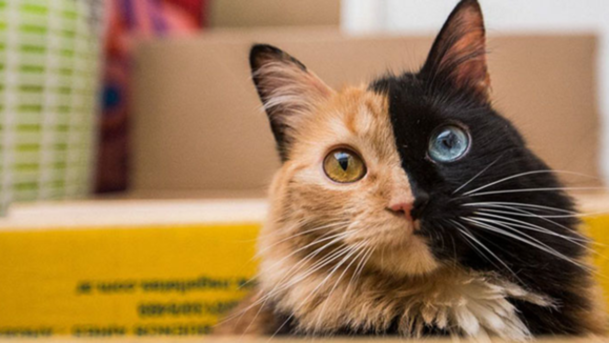La preciosa «gata de dos caras» que enamora en Instagram