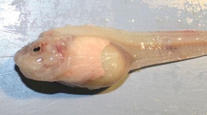 El pez caracol de las Marianas