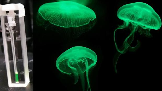 Logran un comportamiento cuántico a partir de un sistema biológico por primera vez